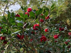 -深圳国际园林花卉博览园