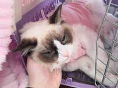 -芭比堂动物医院·CT·微创中心(新顺分院)