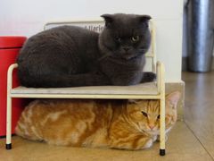 -猫咖时代(中山亭店)