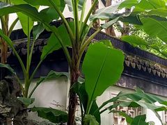-上海醉白池公园
