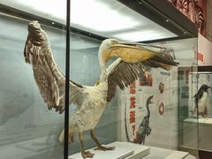 -浙江自然博物院(杭州馆)