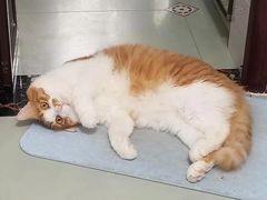 -瑞派动物医院·绝育·犬猫全科·预防医学(光景江南中店)