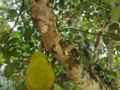 -中国科学院西双版纳热带植物园