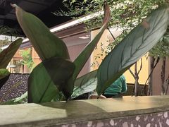 -季季山•云南野生菌火锅(上海首店)