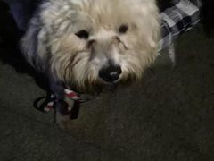 -PETKIT 小佩宠物·低压洗护·美容·寄养(安远店)