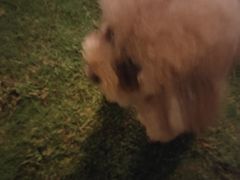 -萌兽医馆·宠物医院·猫骨科(创景店)