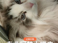 -悦宠凯宝动物医院·牙科·皮肤科(朝阳北路店)