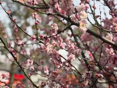 -南汇桃花村