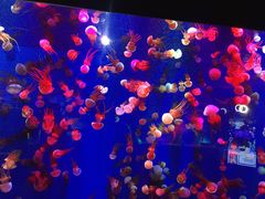 -成都浩海立方海洋公园