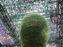 -深圳东部华侨城茵特拉根酒店