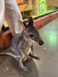 -Zoolung Zoolung动物主题公园(海信广场店)