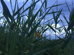 -青峰峡国家森林公园