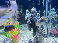 -烟台海昌鲸鲨海洋公园