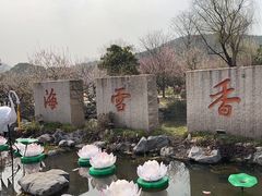 -香雪海