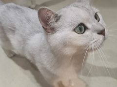 -藏猫猫咖啡主题馆(中央大道店)