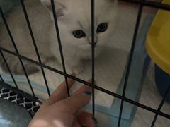 -欣宠猫屋·矮脚拿破仑·蓝金金渐层