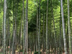 -同里国家湿地公园