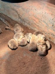 -Zoolung Zoolung动物主题公园(海信广场店)