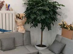 -鲸励母婴月嫂(望京店)