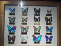 -上海昆虫博物馆