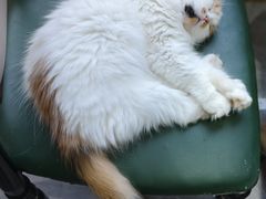 -猫小院猫主题餐厅(南锣旗舰店)