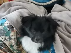 -宠颐生宠物医院·犬猫全科·皮肤科(商业街店)