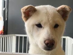 -熊小胖宠物生活馆(天华园店)