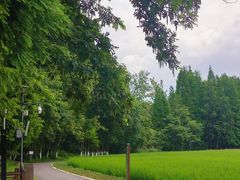 -桤木河湿地公园