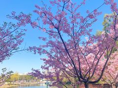 -新江湾城公园