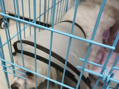 -艾贝尔宠物诊疗