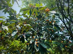 -塘栖枇杷特色园区