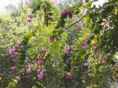 坐在院子里抬头可见的风景-T館·花园艺术餐厅