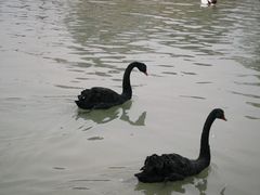 -祥源·阜阳生态乐园