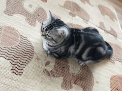 -猫的茶·猫咖