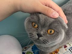 -纳吉亚猫专科动物诊疗中心(蒋宅口分院)
