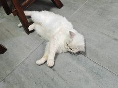 -家烧面馆【南山路知名经典面食】