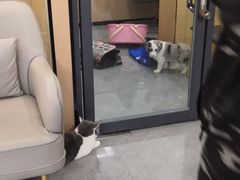 -贝利宠物医院·骨科·眼科·肿瘤转诊中心(南坪诊疗中心)