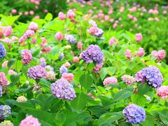 -上海滨江森林公园