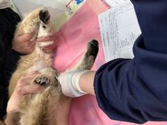 -北京观赏动物医院·24小时大型综合·猫专科·异宠专科
