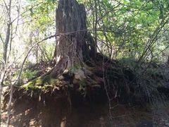 -五营红松林海景区