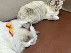 -MOCHA明星猫咖(田子坊店)
