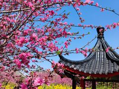 -南汇桃花村