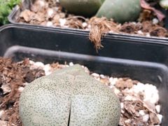 -双季花艺园艺市场(浦东店)