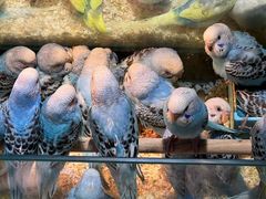 -青石桥花鸟鱼虫市场(叠翠城店)