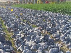 -中国天府农业博览园