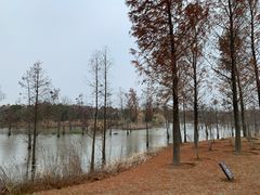 -上海长兴岛郊野公园