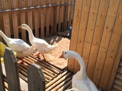 -上海崇明金茂凯悦酒店