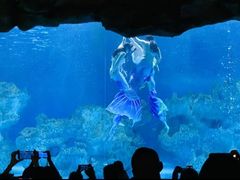-芜湖新华联大白鲸海洋公园