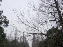 -东平国家森林公园