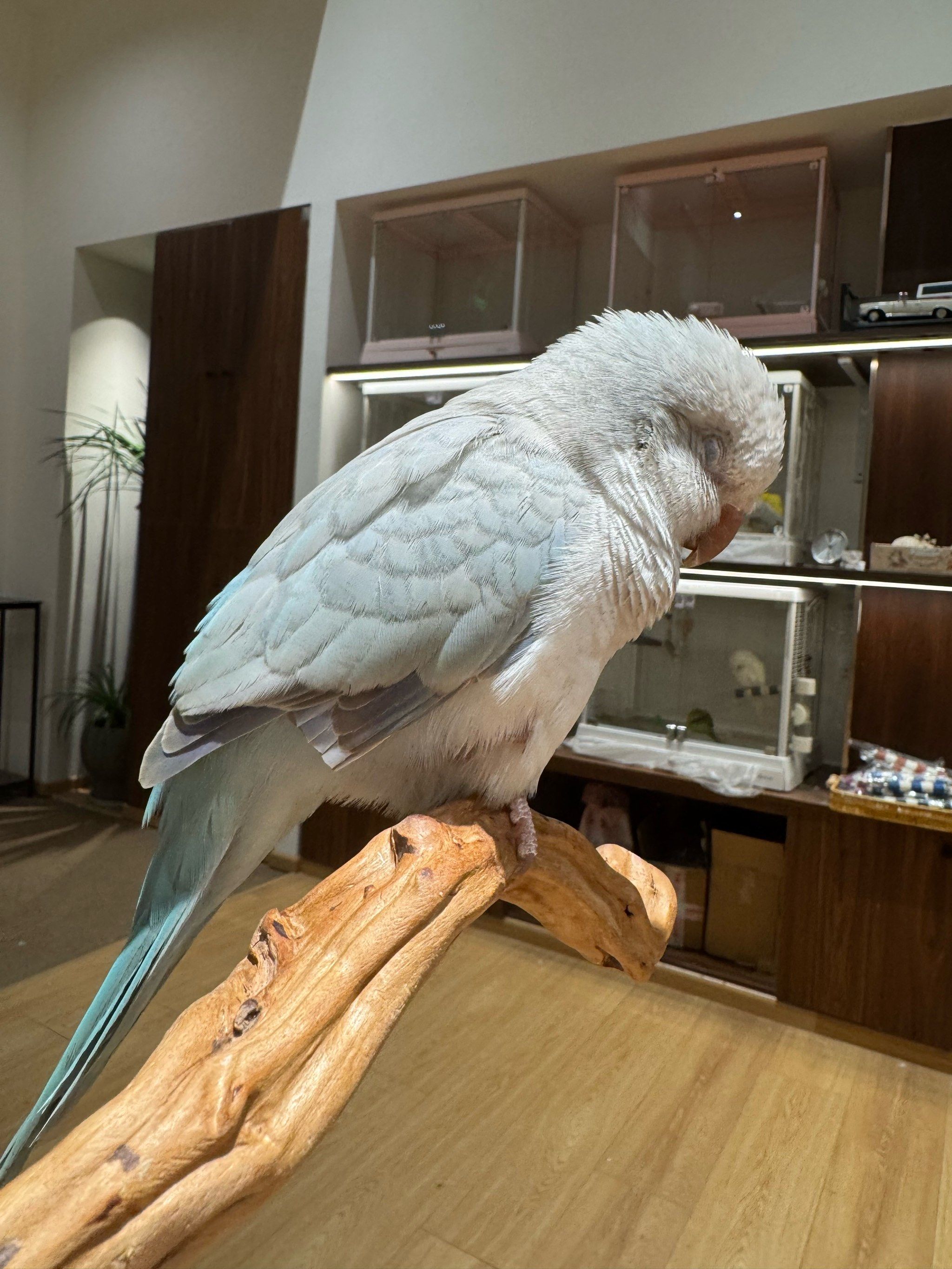 救命,偷鸟贼上线